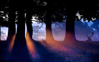 Forest night moon light fireflies - a group of trees free wallpaper
