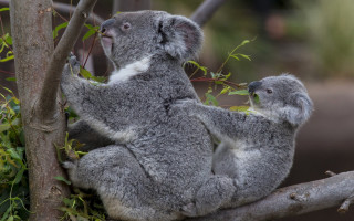 Koala cub tree branch zoo - the zoo free wallpaper
