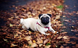 Small dog leaves road autumn - a red collar free wallpaper