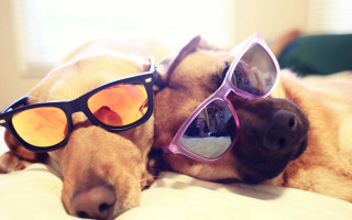 Dog shiba inu sunglasses bed - his head on free wallpaper