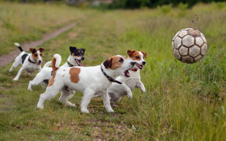 Dogs running field soccer ball 2 - the ball free wallpaper