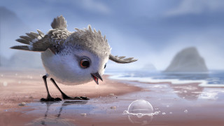 Bird beach ocean sand rock - cliff childs free wallpaper