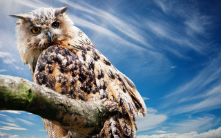 Large owl on branch blue - a large owl free wallpaper