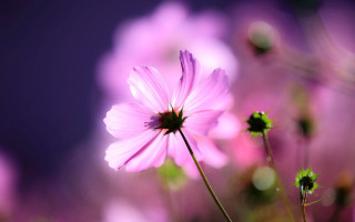 Pink lotus macro bokeh blurry - a pink flower free wallpaper
