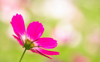 Pink flower blurry background macro 2 - a blurry background of grass free wallpaper