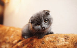 Small gray kitten brown couch - small free wallpaper