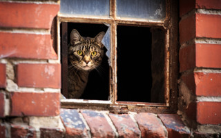 Cat window brick neoplasticism stock - a stock photo free wallpaper