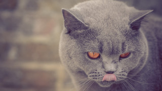 Cat tongue out brickwall blurry - its tongue free wallpaper