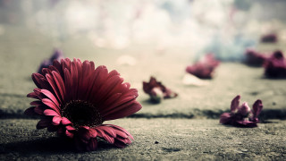 Red flower scattered petals blurry - a blurry background of flowers free wallpaper