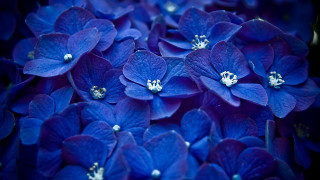 Blue flowers bouquet macro bug - a bouquet free wallpaper