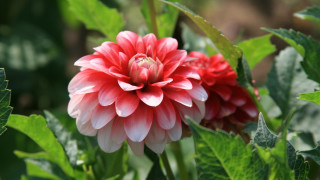 Red white flower green leaves 2 - a white center free wallpaper