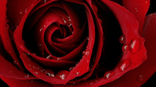 Red rose water droplets macro 54 - a drop of water free wallpaper