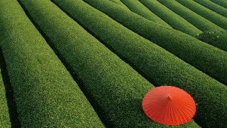 Red umbrella field green kimono - chang daichien free wallpaper