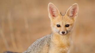 Small fox grass field sad - a small fox free wallpaper