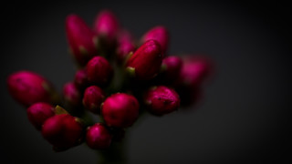 Red rose macro flower shallow - chris friel free wallpaper