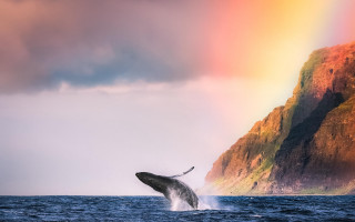Whale rainbow mountain sunset mystical - a rainbow in the sky free wallpaper