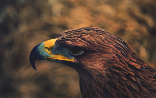 Bird of prey closeup blurry 2 - a blurry background of trees and bushes free wallpaper