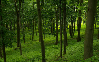 Lush green forest bench nature - a lush green forest free wallpaper