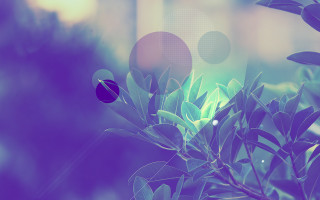 Blurry plant leaves bubbles sky - the background of the image free wallpaper