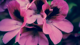 Pink flower green background macro 4 - cindy wright free wallpaper