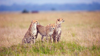 Cheetah field gazelle art brenner - tall grass free wallpaper