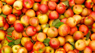 Apples leaves harvest vibrant food - fall vibrancy free wallpaper