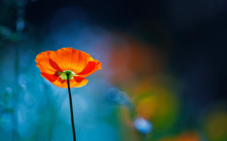 Orange flower glowing macro bokeh - rich free wallpaper
