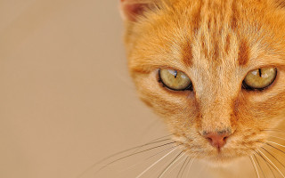 Cat eye closeup blurry background - a close up of a cat free wallpaper