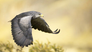 Bird flying wings spread yellow - a yellow beak free wallpaper