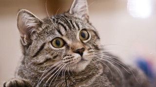 Sad cat looking at camera - a stock photo free wallpaper