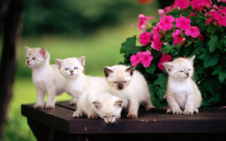 Kittens table flower pot bush - a table next free wallpaper