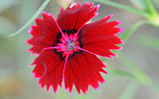 Red flower green stem spider - vibrant color free wallpaper