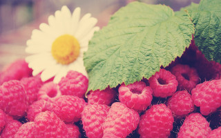 Raspberries flower leaves stilllife pink - a table top free wallpaper