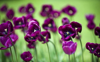 Purple flower bokeh starry macro - a star free wallpaper