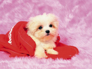 Small white dog red shirt - chang daichien free wallpaper