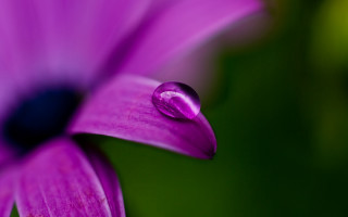 Purple flower water droplets macro 12 - a purple flower free wallpaper