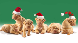 Dogs santa hats green background - santa hat free wallpaper