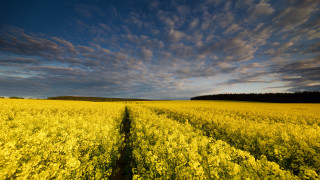 Yellow sunflowers cloudy sky autumn - derek hill free wallpaper