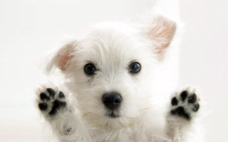 Small white dog paws up - his eye wide open free wallpaper