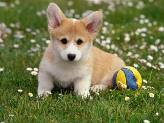 Small dog grass ball mouth - dan content free wallpaper