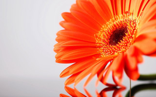 Bright orange flower macro black - a white background behind free wallpaper