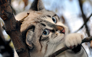 Cat climbing tree surprised blue - carlos catasse free wallpaper for desktop