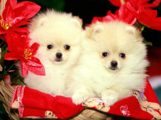 Small white dogs basket red - a basket free wallpaper