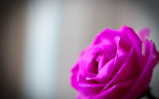 Pink rose blurry room macro - a pink rose free wallpaper