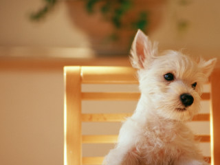 Small white dog wooden chair 7 - brenda chamberlain free wallpaper