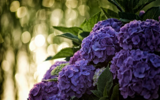 Purple flowers vase sunlight leaves - a vase free wallpaper