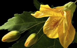 Yellow flower green leaves black 2 - a yellow flower free wallpaper
