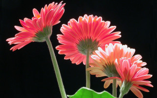 Pink flower vase green leaves - a green leaf in the foreground free wallpaper
