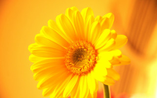 Yellow flower red vase autumn - a picture free wallpaper for desktop