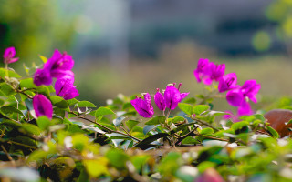 Purple flower field bokeh blurry 3 - a building in the background free wallpaper